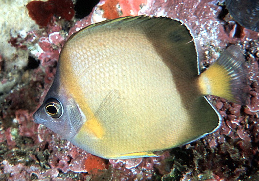  Chaetodon nippon (Japanese Butterflyfish)